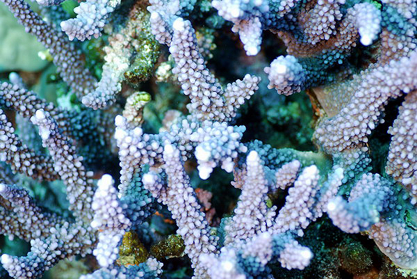  Acropora hemprichii