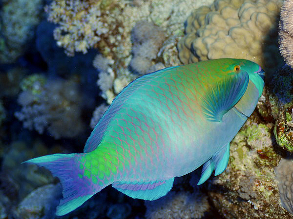  - (Rusty parrotfish)