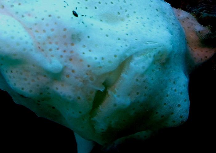 Frogfish