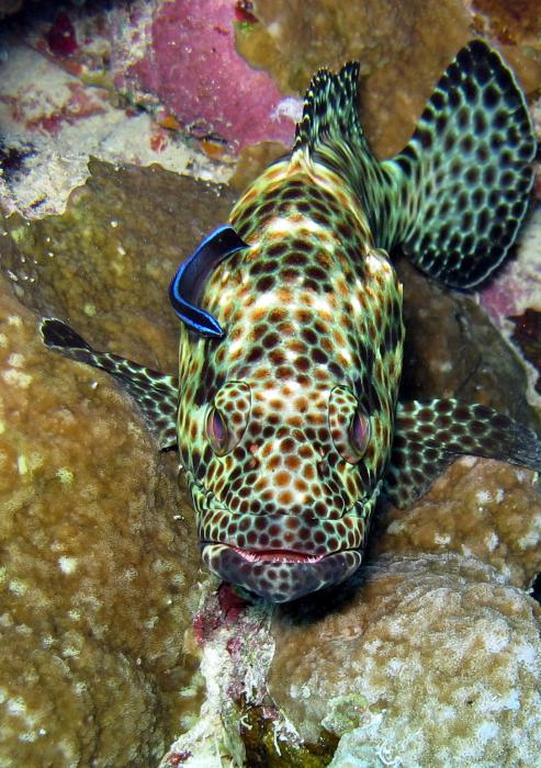 Grouper