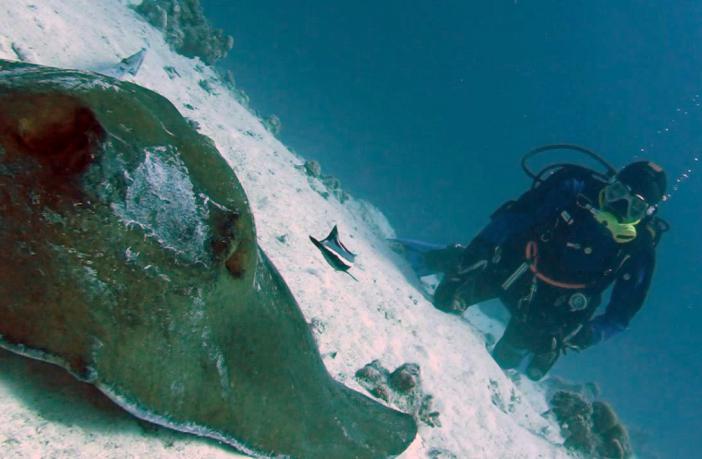     (fantail stingray)