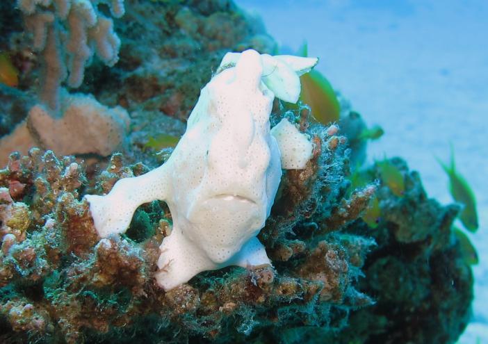 Warty frogfish