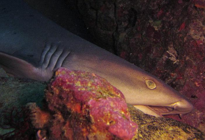 Whitetip reef shark