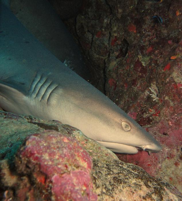 Whitetip reef shark