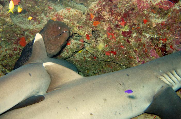 Whitetip reef sharks