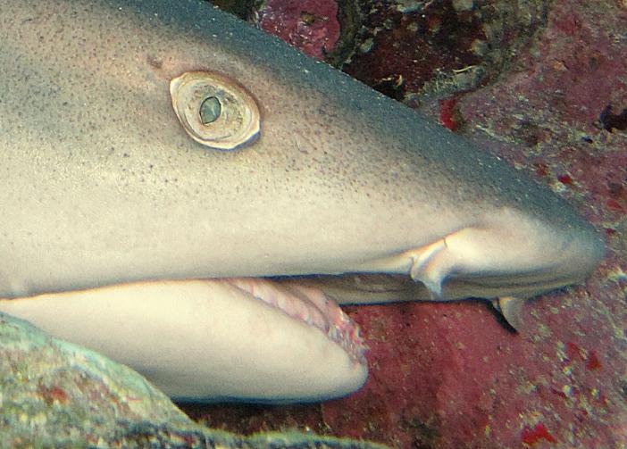 Whitetip reef shark