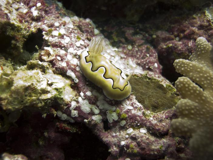 5 (Chromodoris coi)