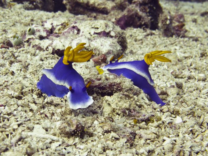 4a (Hypselodoris apolegma)