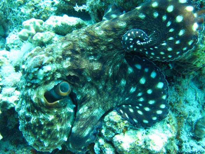 Blue Hole Dahab