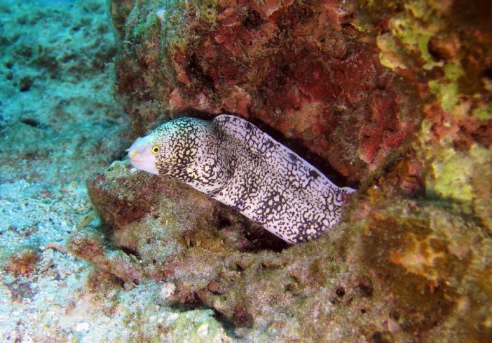  -    http://www.acdcdivingphuket.com/
