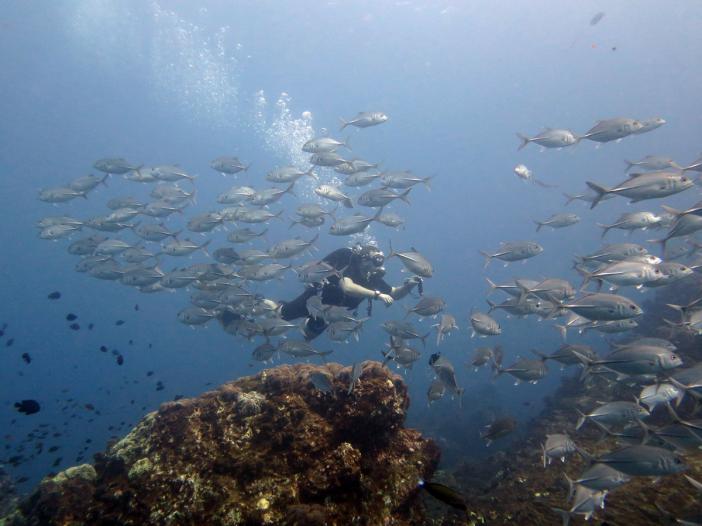    -    http://www.acdcdivingphuket.com/