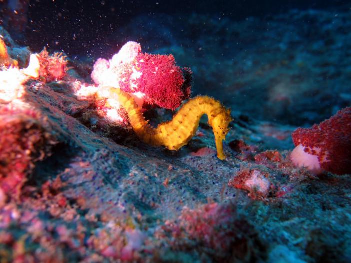     -    http://www.acdcdivingphuket.com/