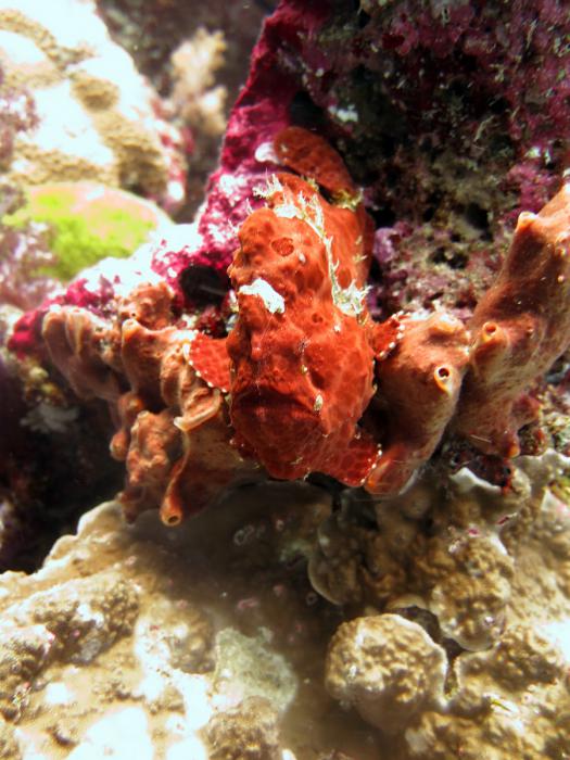 -   -    http://www.acdcdivingphuket.com/