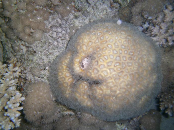   . Lobophilia corimbosa