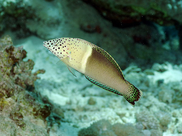 -   (Clown sand wrasse)