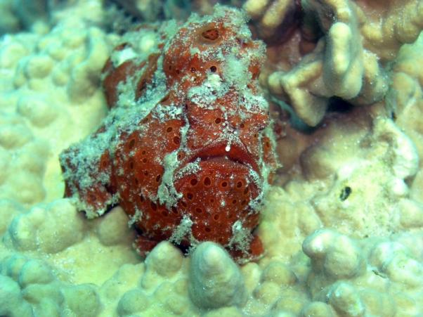 frogfish