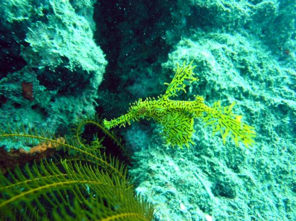 Ghostpipe fish