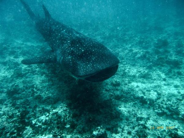 Whale shark