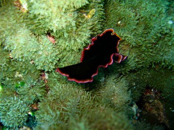 Polyclad flatworm -   