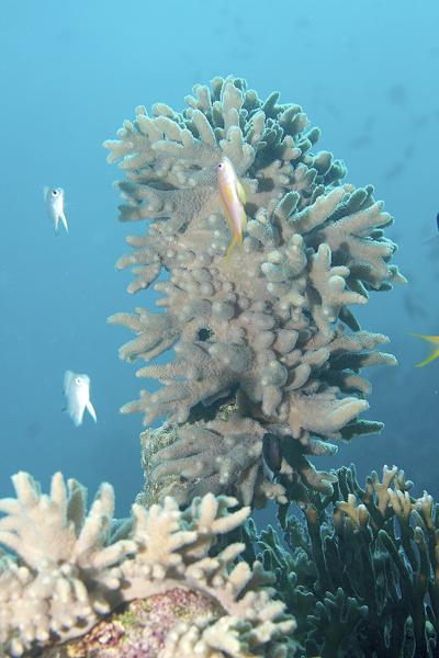   2007