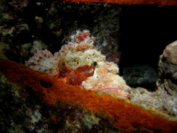 Thistlegorm. Scorpion fishes