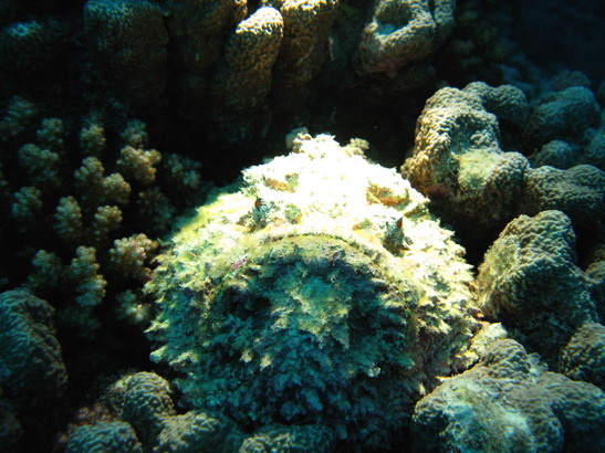 Stonefish