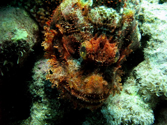 Scorpionfish