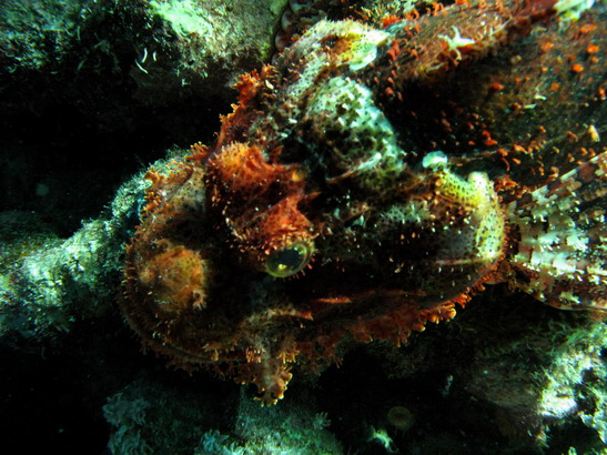 Scorpionfish