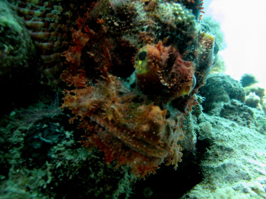 Scorpionfish