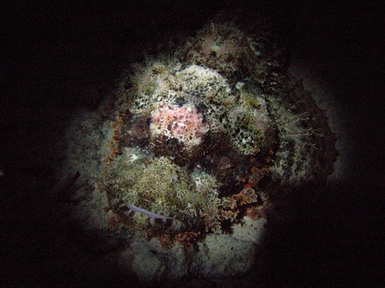 Scorpionfish