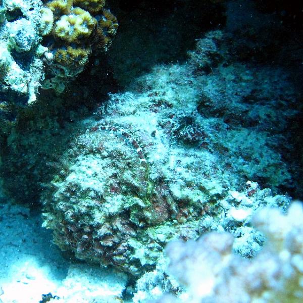 Stonefish