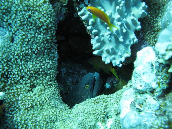 Yellowmargin morey and lyretail anthias