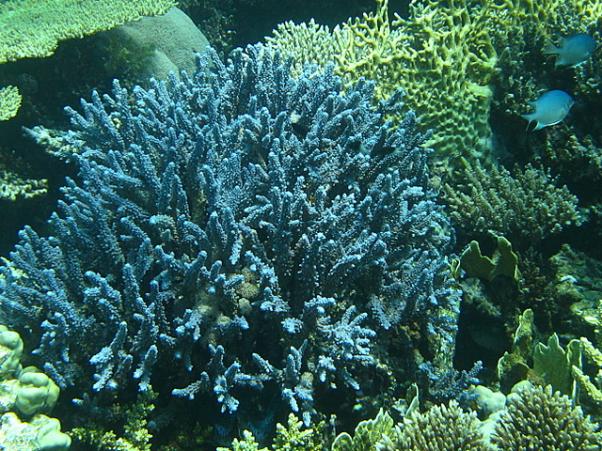 Acropora humilis