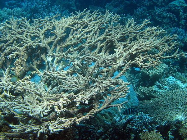 Acropora pharaonis