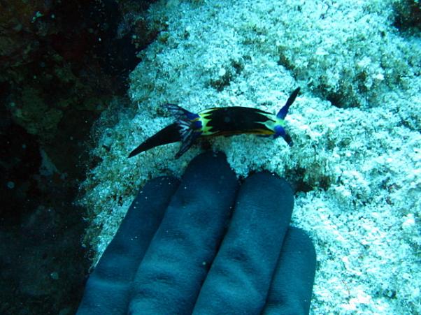 Nudibranch - Red Sea nembrotha