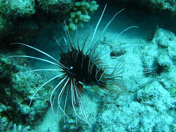 Clearfin lionfish