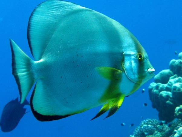 Spadefish