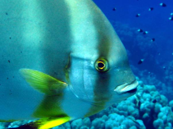 Spadefish