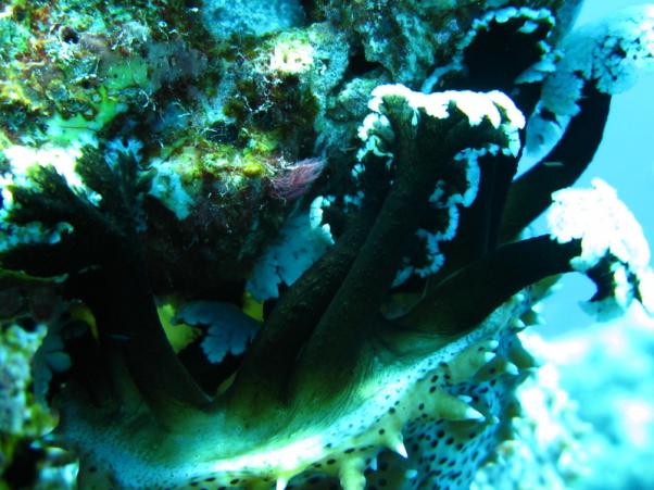 Blackmouth sea cucumder