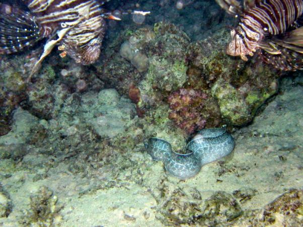 Lionfish and moray - night dive