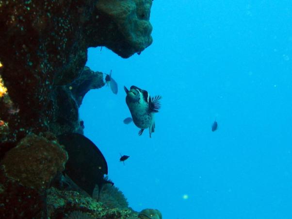 Masked puffer