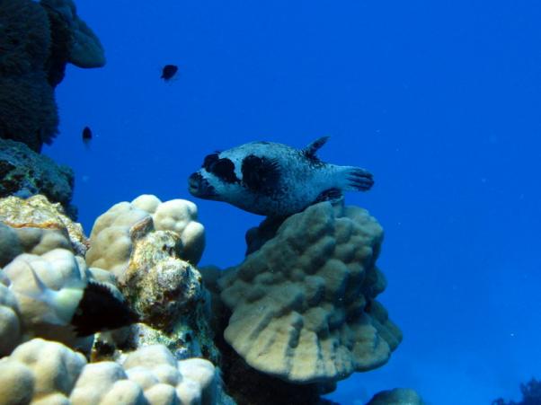 Masked puffer