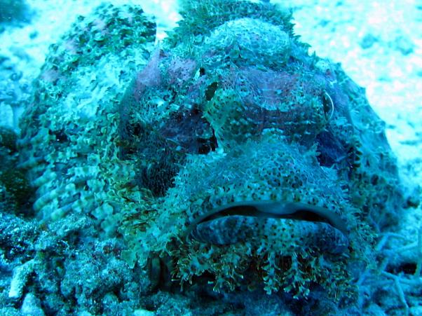 Scorpionfish