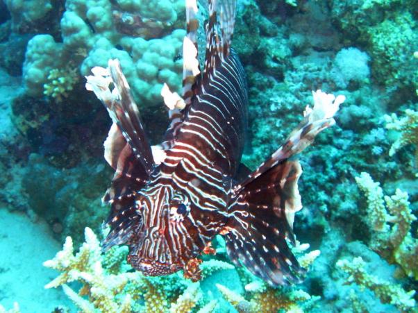 Common lionfish