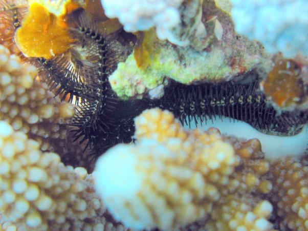 Savigny's brittle star