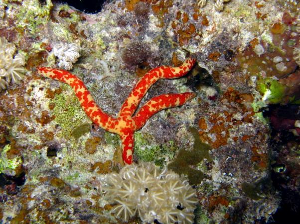 Leach's sea star