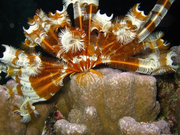 Klunzinger's feather star