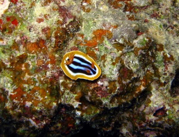 African chromodorid