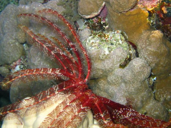 Klunzinger's feather star