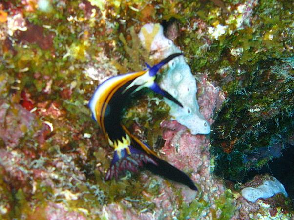 Red Sea nembrotha